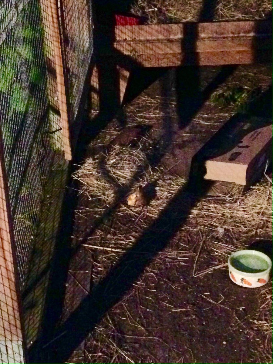 SplodgeAndLilo's tweet photo. @jessieandbeth @donna_bunnymad Dad's not as good a photographer as you, but this is our mouse stealing my apple! https://t.co/HqYy0PSiWH
