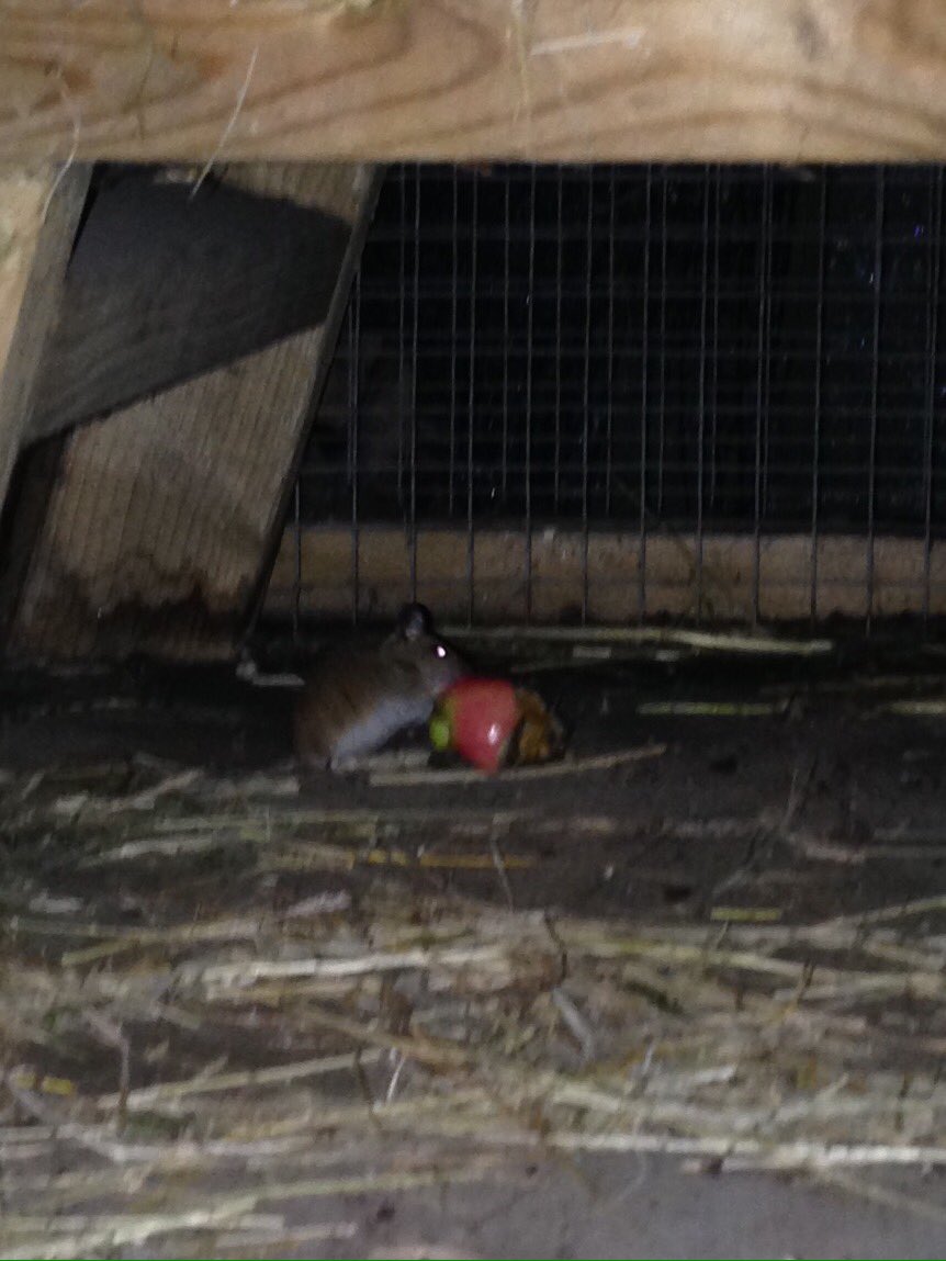 SplodgeAndLilo's tweet photo. @jessieandbeth @donna_bunnymad Dad's not as good a photographer as you, but this is our mouse stealing my apple! https://t.co/HqYy0PSiWH