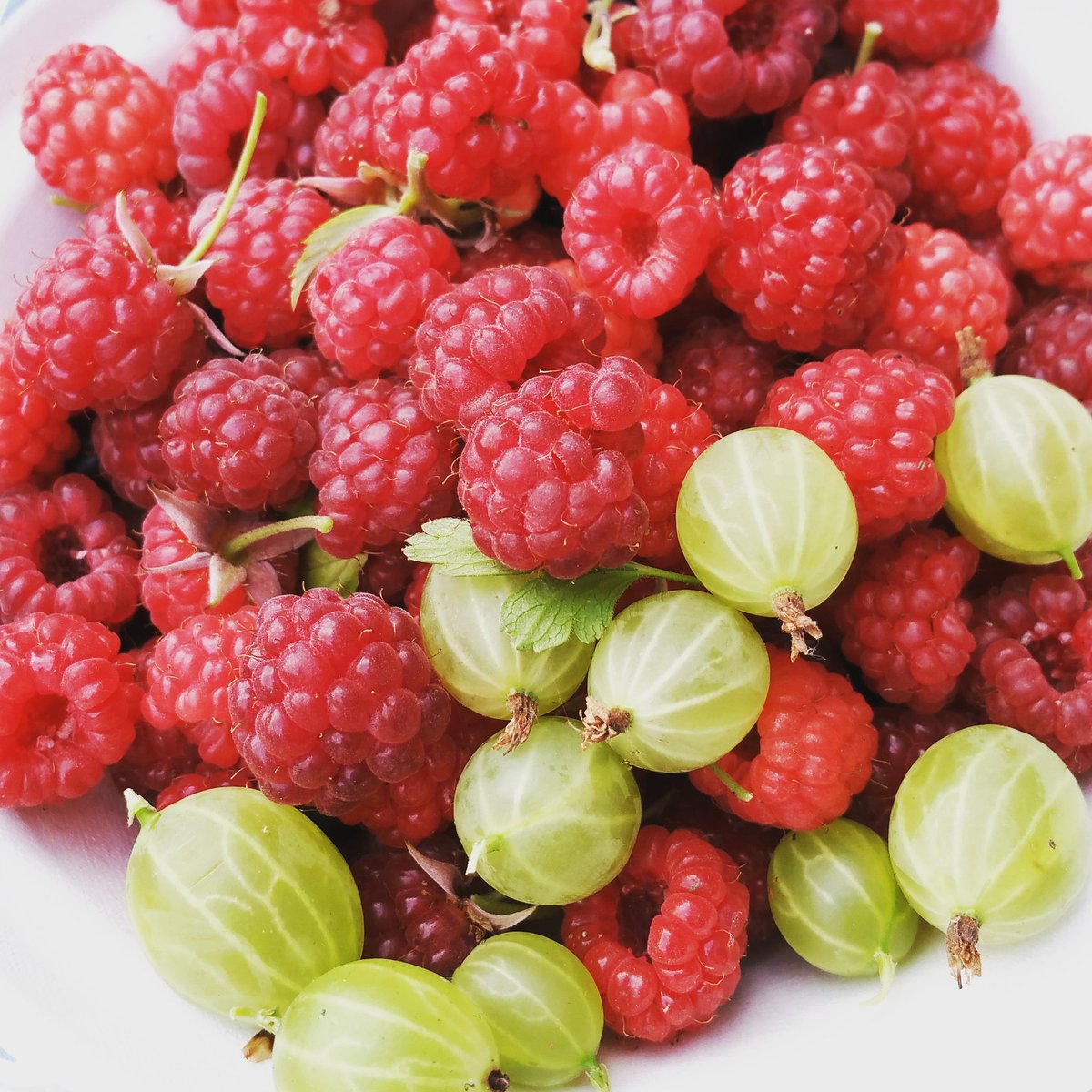Can't beat some fresh fruit to munch on while gardening. #leeds #letsgrow #kirkstall #communitygarden