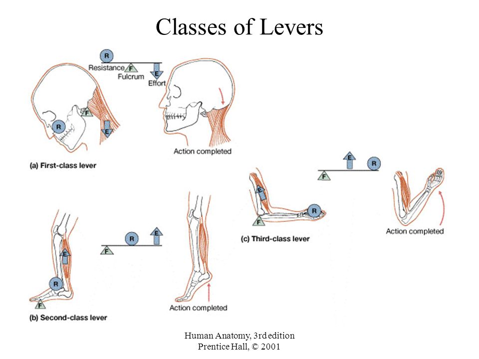 ATC BOC Study Guide on Twitter: "The three classifications of levers