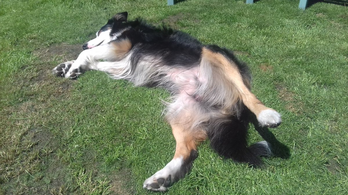 CassieBob2's tweet photo. #LazySundayAfternoon #SummersDay not forgetting to tan the inside leg  !!!!!! 😉👍🐶🐶 https://t.co/pQ7L9UMIAU