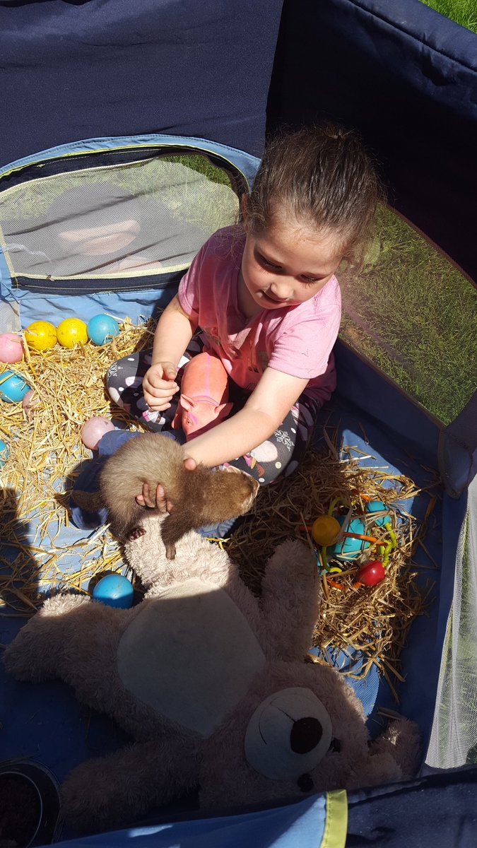 Marmites1's tweet photo. A 4year old girl and her ferret Barley https://t.co/t4wrTu3rB9