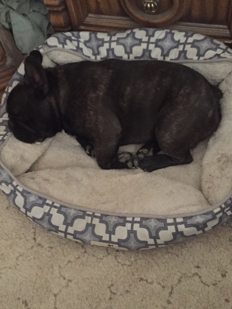 JavaJunkie76's tweet image. Had to disappear for a few minutes to get a brief nap.. It seems I have too many beds...