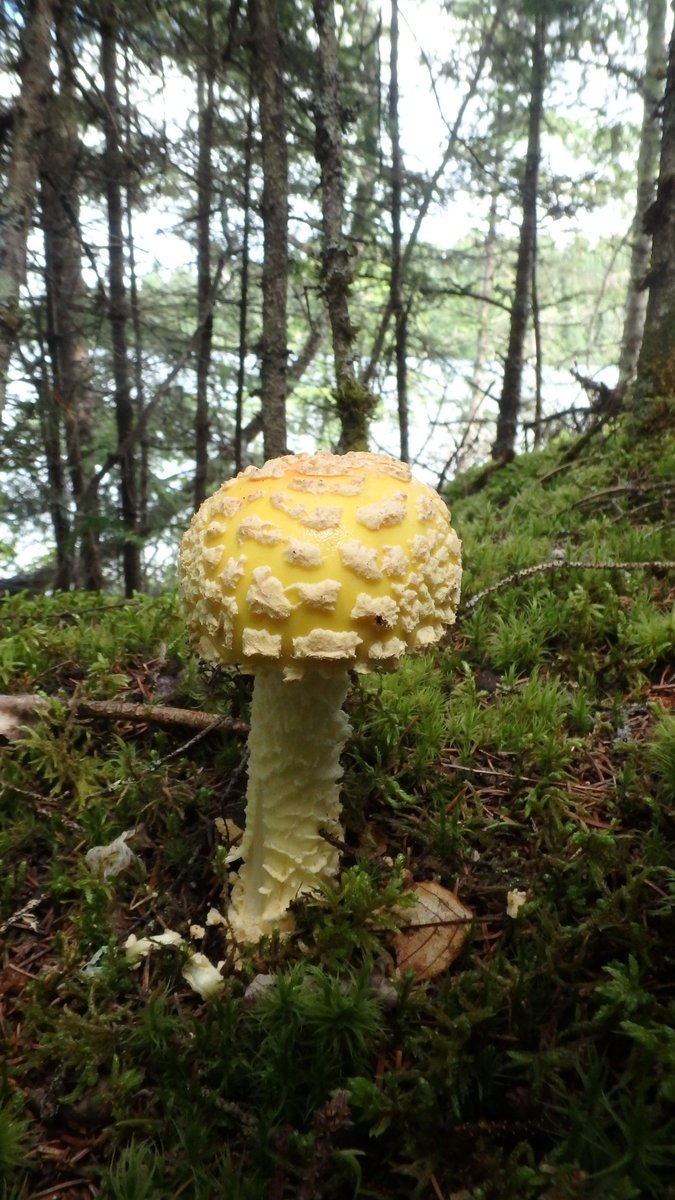 Back from Mantario (Canoeing).  Central portion of trail in good shape, portages better than expected.