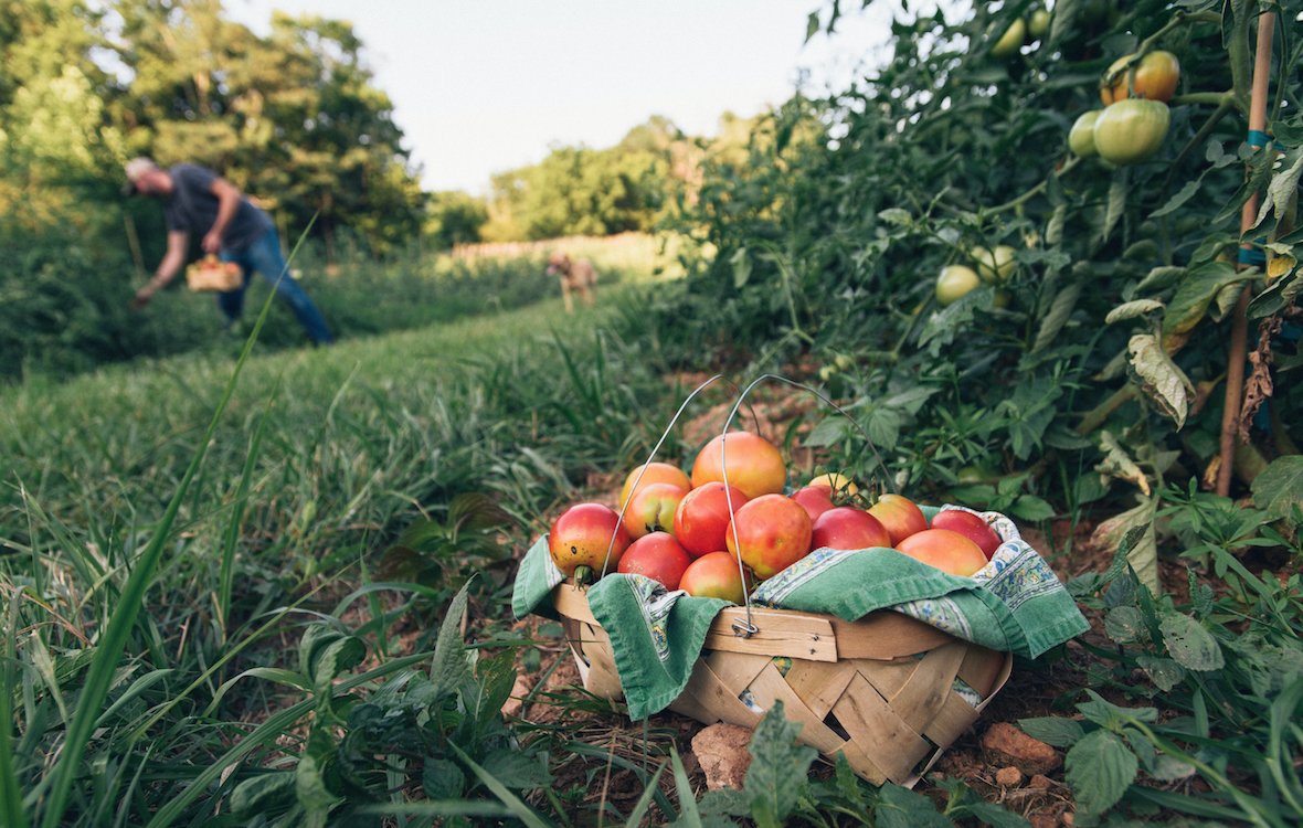 Coming soon: our latest crops straight from our farm. #edleysbbq