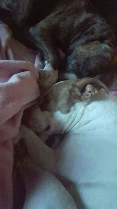 Pitrick Swayzee and Cleopitra https://t.co/vQShQ36eOn