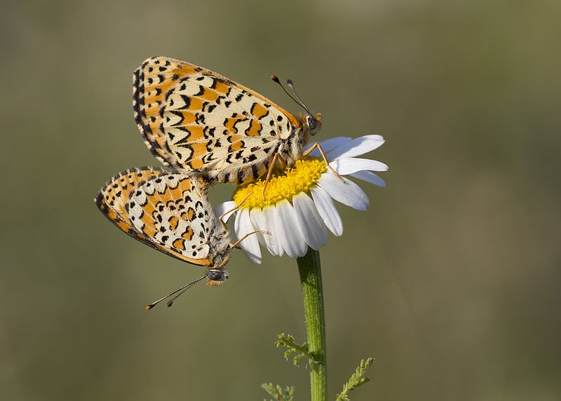 ekosaimbeyli's tweet photo. #Butterfly #lesser #spotted #fritillary
#Ecotourism in #Saimbeyli #Adana #Turkey   
https://t.co/ftqWZdjejd https://t.co/plp9ZcJu4o