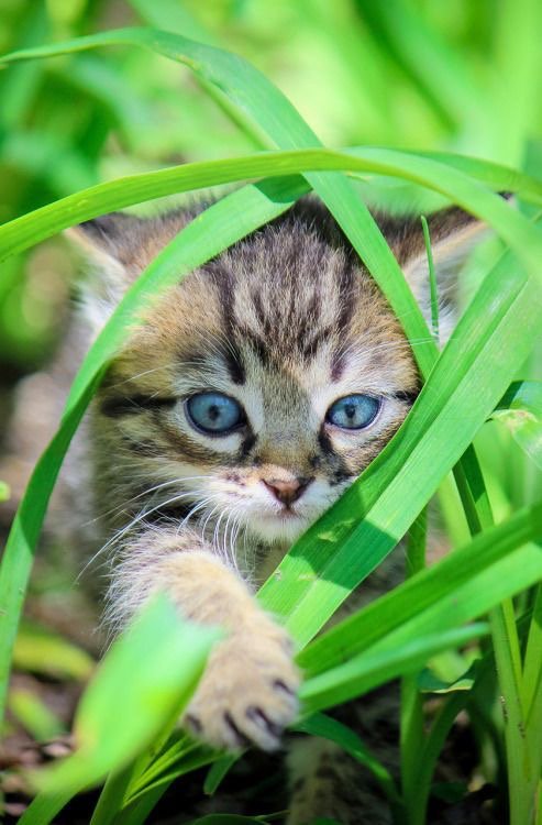 La loca de los Gatos  - Página 2 CnlDV12WEAAJlJp