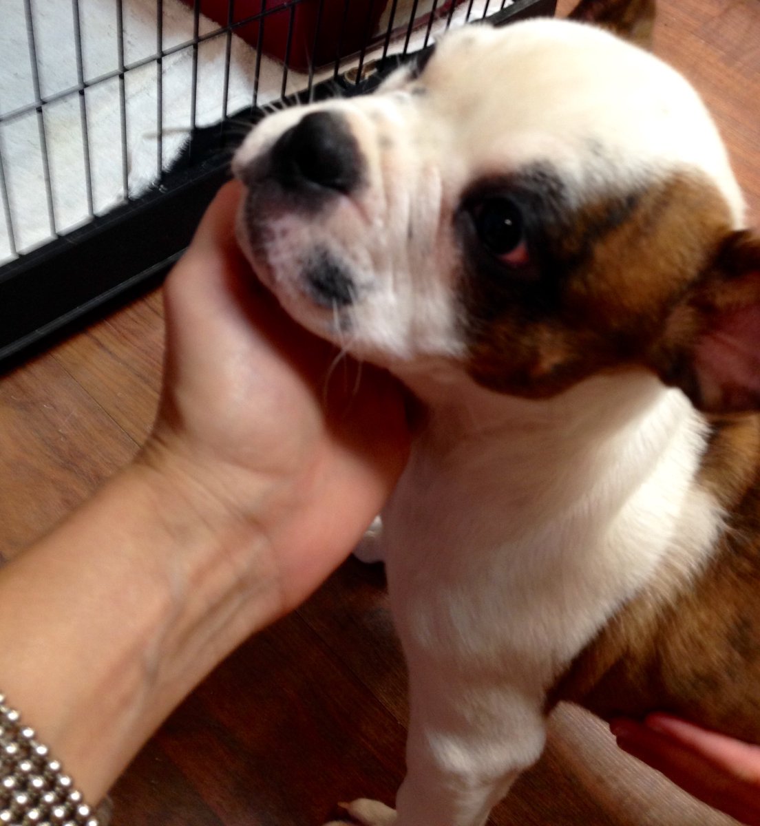 levrimona's tweet photo. #howdoisayno???? Soooo cute! https://t.co/SM4kmk9Ykz