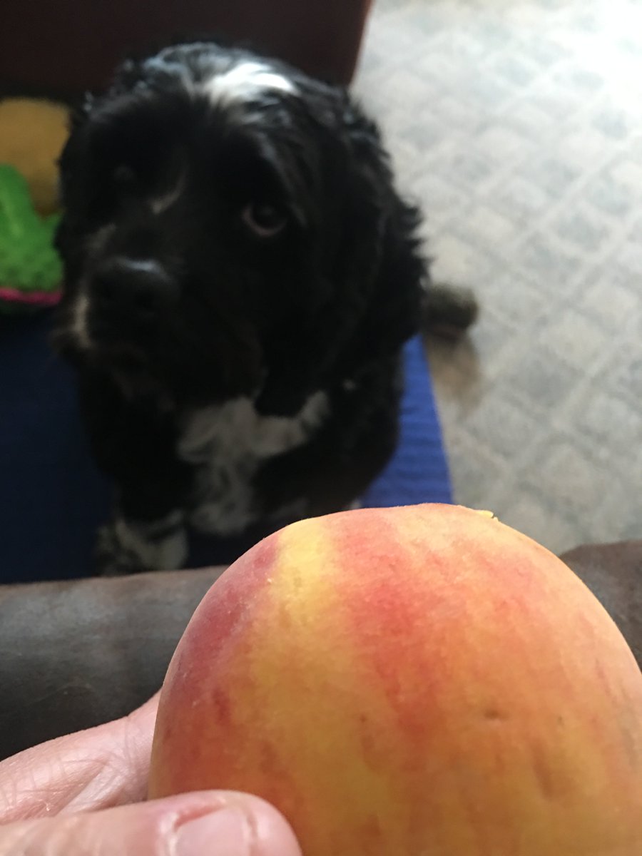 lizsicle's tweet photo. Waiting to see if he gets any of my peach (he did). #LifeWithBuddy https://t.co/dKdJTOBna7