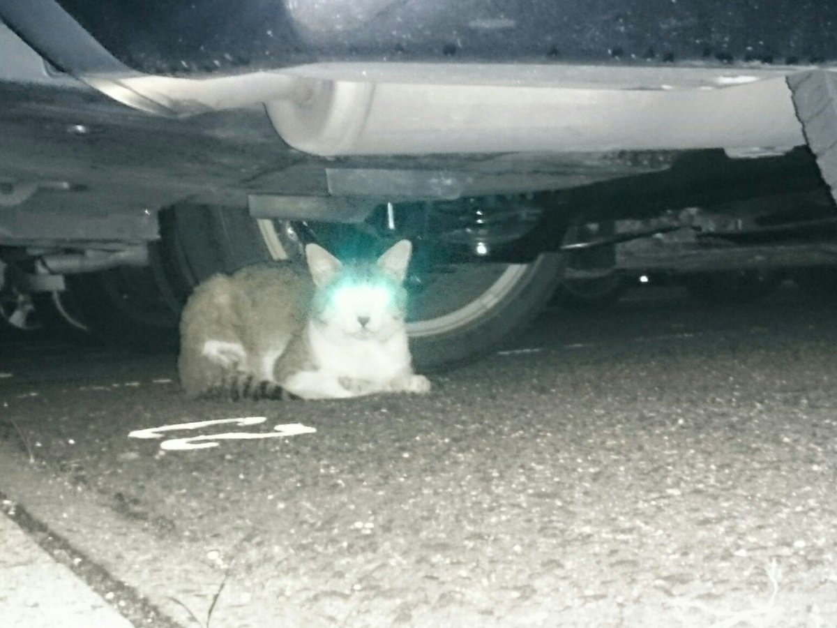 Flanker 最近猫が幌の上に乗って困ってます さっきも隣の車に猫が乗ってました 隣の車も猫 の毛とベトベトしたものが付いてて可愛そうです 餌付けされてるのか逃げません 犯人はこいつ一匹ですが非常に迷惑 対策としてガムテープを裏返して貼って様子見