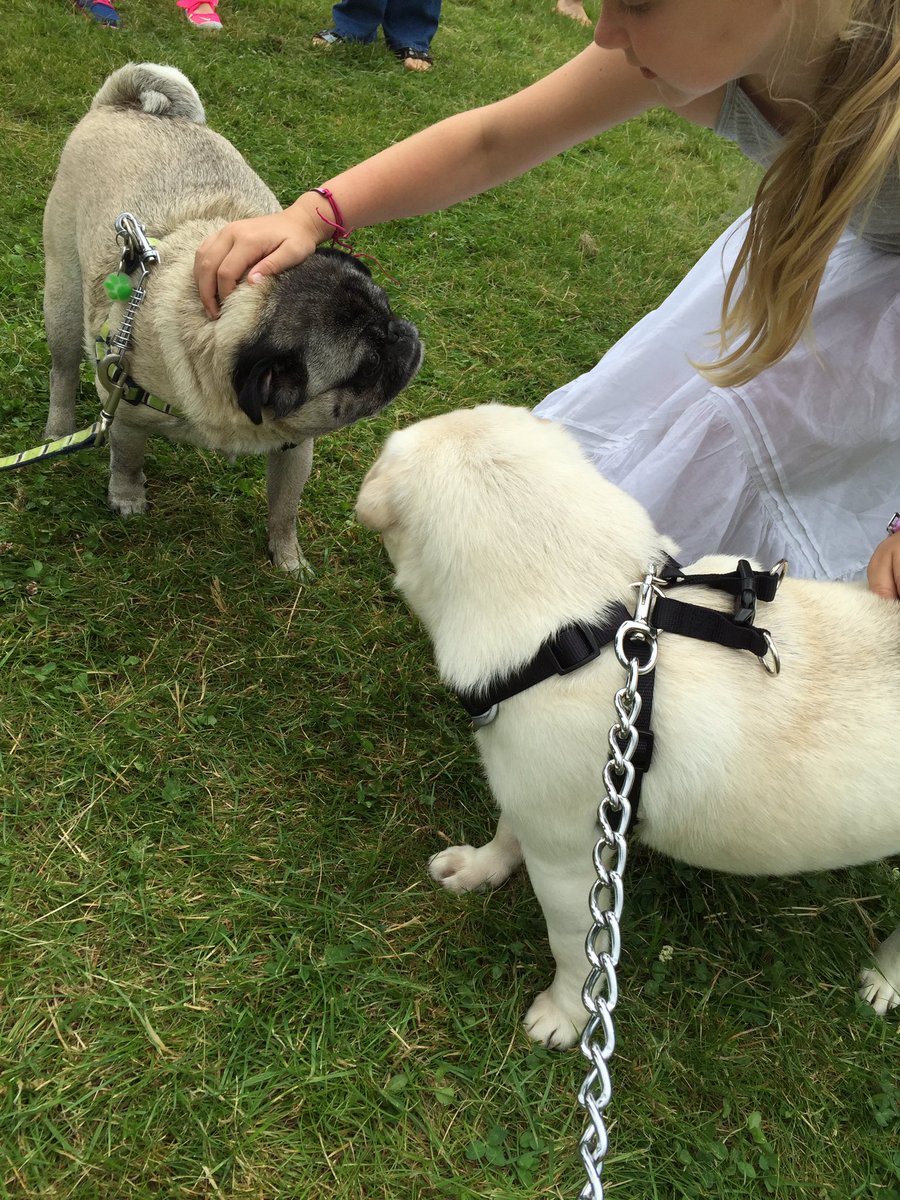 Lord West our all white pug loving it <a href="/Pug_fest/">PUGFEST</a> today 🐶🐶👍👍