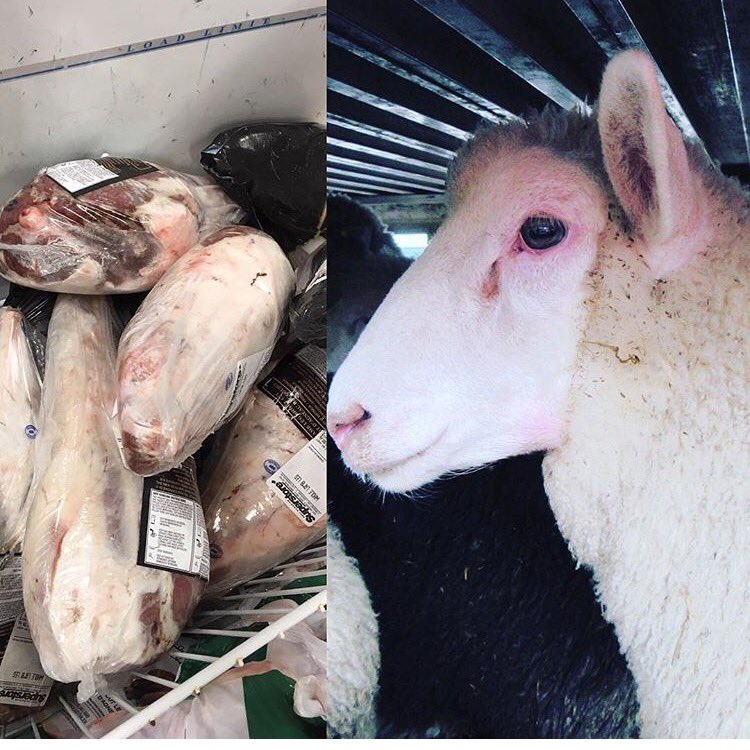 TorontoPigSave's tweet photo. Make the connection.

💔💔💔

#vegan https://t.co/LeL9f7VnkT