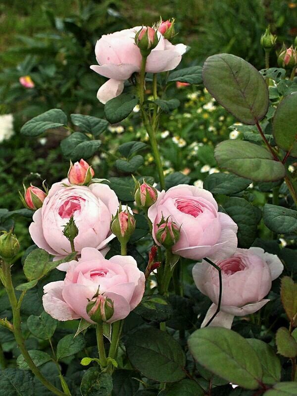 <a href="/Jilliemary/">Jillian Peeling</a> <a href="/enosms/">Enos Mendes</a> @GercinoPE_SP <a href="/enterateconjes/">Jes ♋</a> <a href="/inglesdiadema/">Teacher</a> <a href="/protestonoTT/">Tchau Temer</a> @ELITE_LEGENDZ_  <a href="/angelofugii/">Angelo Fugii</a>