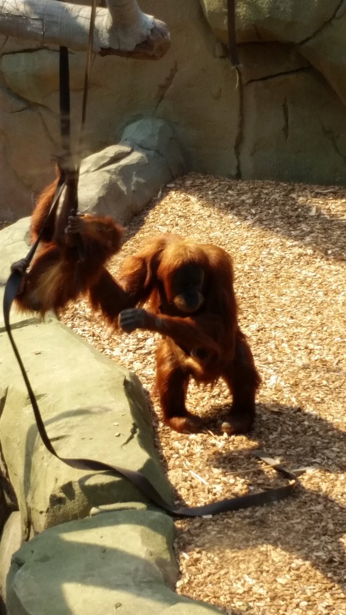 plonkalong's tweet photo. @chesterzoo Another fab day. But still no sign of the #anteater #isitthere?? https://t.co/XJ3RizGpsK