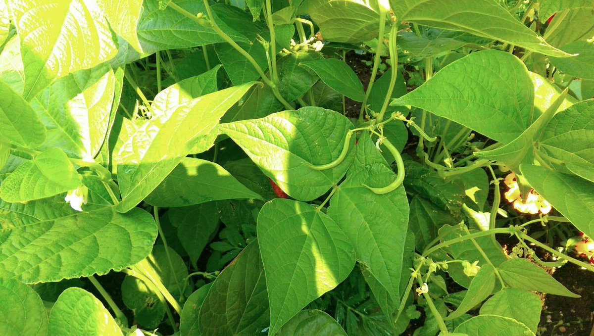#SPUC garden coming into bloom - green beans on display!