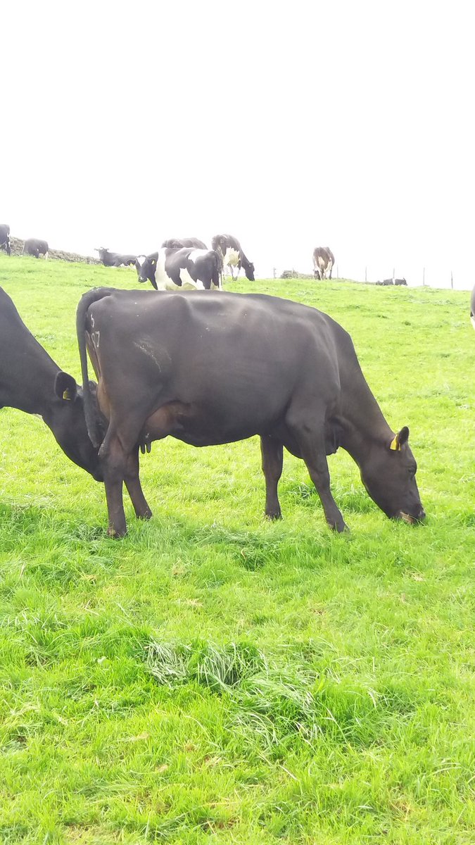 GBinNZ's tweet photo. @cotehillfarm some fab xbreds amongst those heifers we got from you. Super happy #referencesavailable https://t.co/v7F8mLxUpt