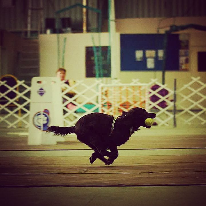 flyball_zone's tweet photo. Here comes Wynn! Her blog starts this weekend! #flyball #flyballdogs https://t.co/0W5WwgAB3N https://t.co/Tan7Iw7X1b