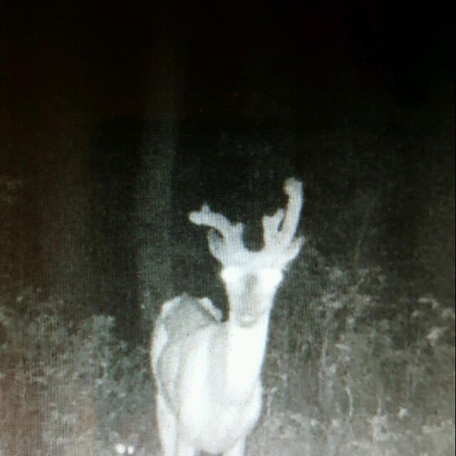 jrtech12's tweet photo. Nice pics of some antler growth at buddy's place thanks @MissPigeon71 trail cam #cullbuck #whitetail #namedsideways https://t.co/J85VJWNe6V