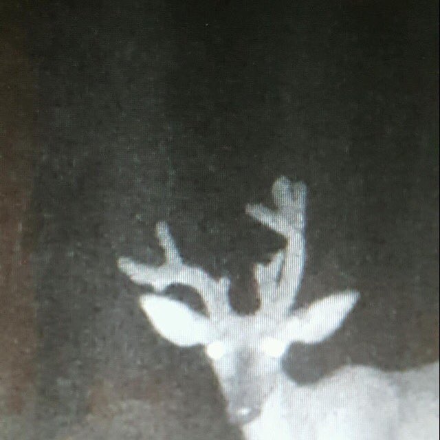 jrtech12's tweet photo. Nice pics of some antler growth at buddy's place thanks @MissPigeon71 trail cam #cullbuck #whitetail #namedsideways https://t.co/J85VJWNe6V