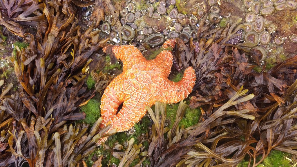 mjfoberg's tweet image. Hello echinoderm! #bamfieldmsc