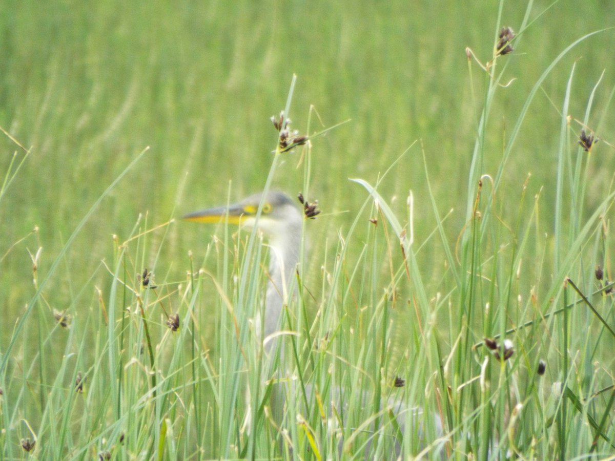 abbybutterfly75's tweet photo. Lovely weekend #seal #sands #salthome #reedbunting #heron  #whitecliffewood #dragonfly https://t.co/mpoW4DUk0C