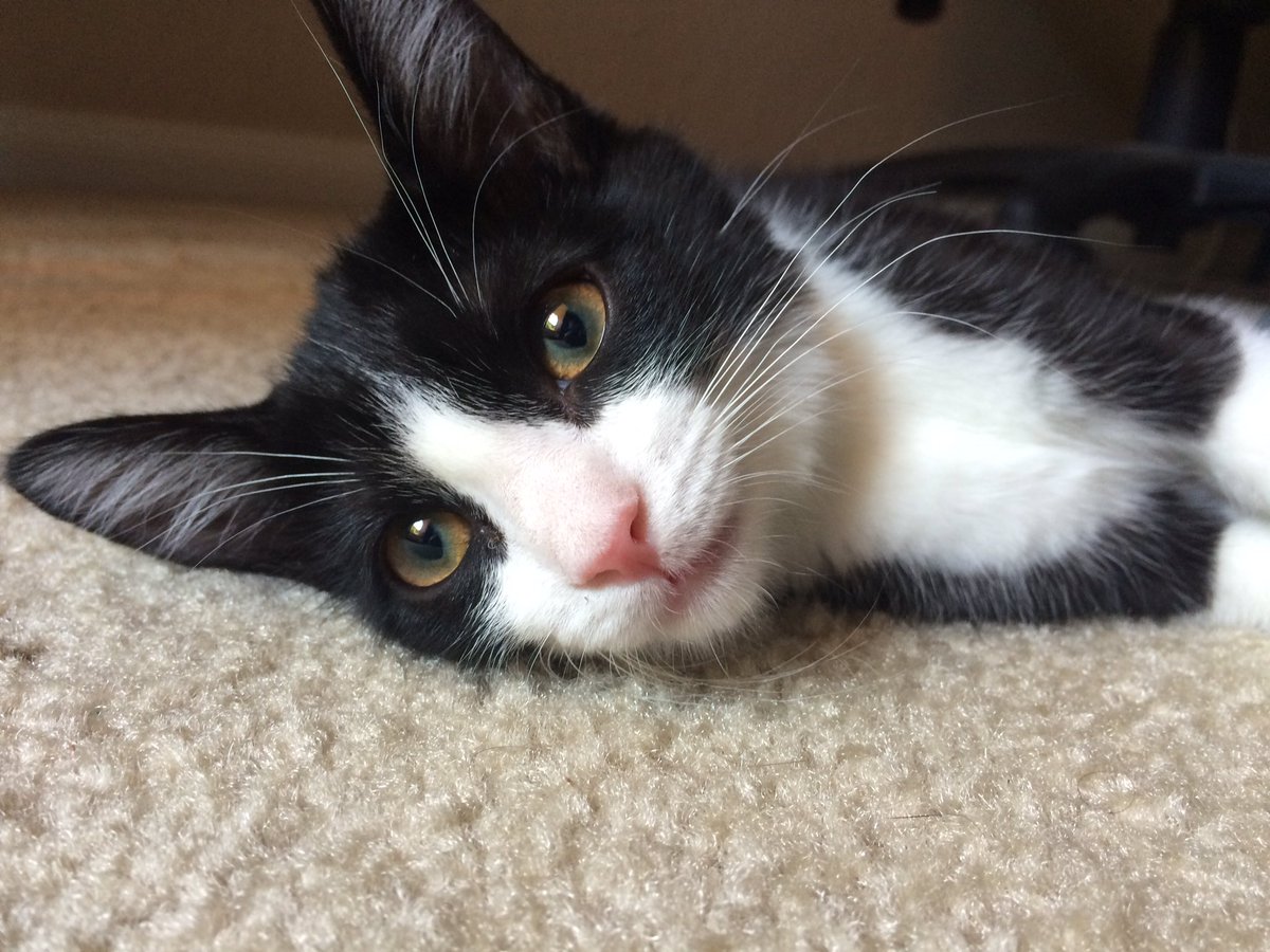 meowbook's tweet photo. Heads up 👍👍👍 meow book will be back online 08.04.2016 #cats #socialnetwork #meowbook #entrepreneur #catnip 🐱❤️ #love https://t.co/pNflY3iUxH
