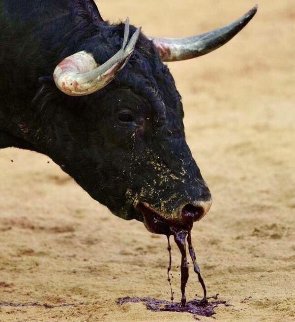 mnaw7's tweet image. مصارعة الثيران الإسبانية قتل من أجل المتعة
س:لو كان في دولة اسلامية؟
لصورها الاعلام الغربي كدليل على وحشية المسلمين!