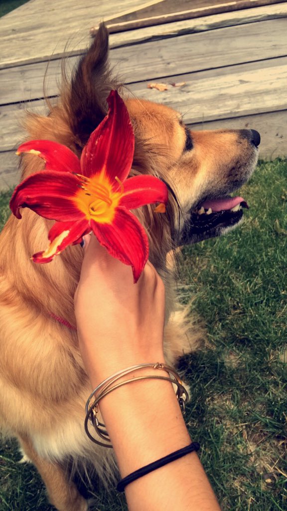 elisekisu's tweet photo. I think Stella's spirit-human is Blake Lively #definitionofperfect https://t.co/8D9ieLWvyD