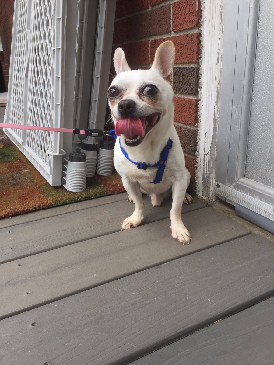 PICKMICK2016's tweet image. My new foster brother Montezuma (Monty). We're getting to know him.  He will be available for adoption soon. Ccspca