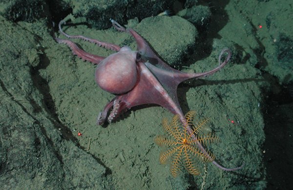 AnestiVega's tweet photo. This #octopus may be the best #mother in the world! #HardcoreMom #ocean https://t.co/Oc6JLoNma0 https://t.co/OCtGfCQBlI