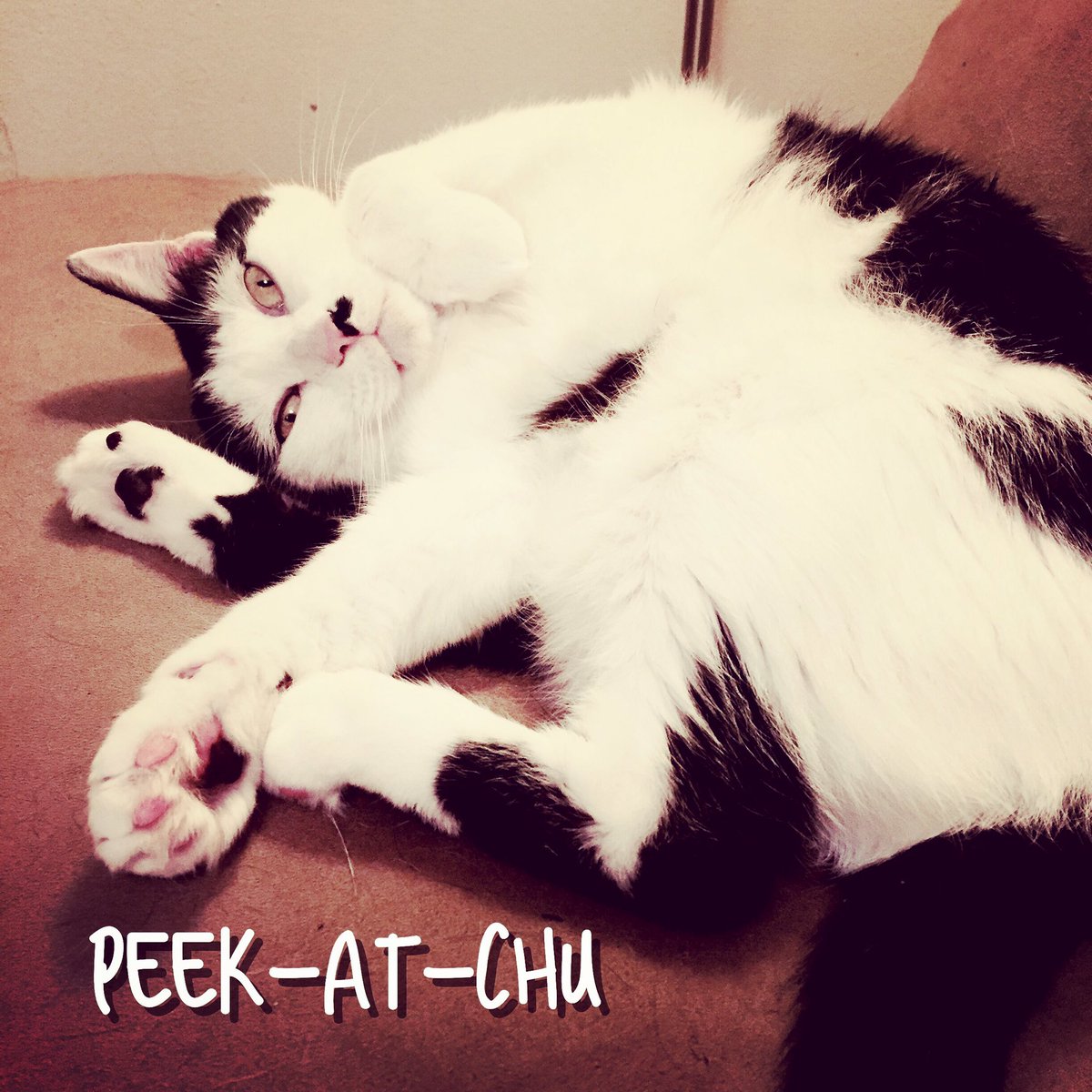 Kitteh_Maxine's tweet photo. Dis Pokemon ain't going nowhere. #catsofinstagram #ねこ #cute #sleepykitty #かわいい #ねこちゃん #CatsOfTwitter #CatchEmAll https://t.co/CJx5n5Afsx