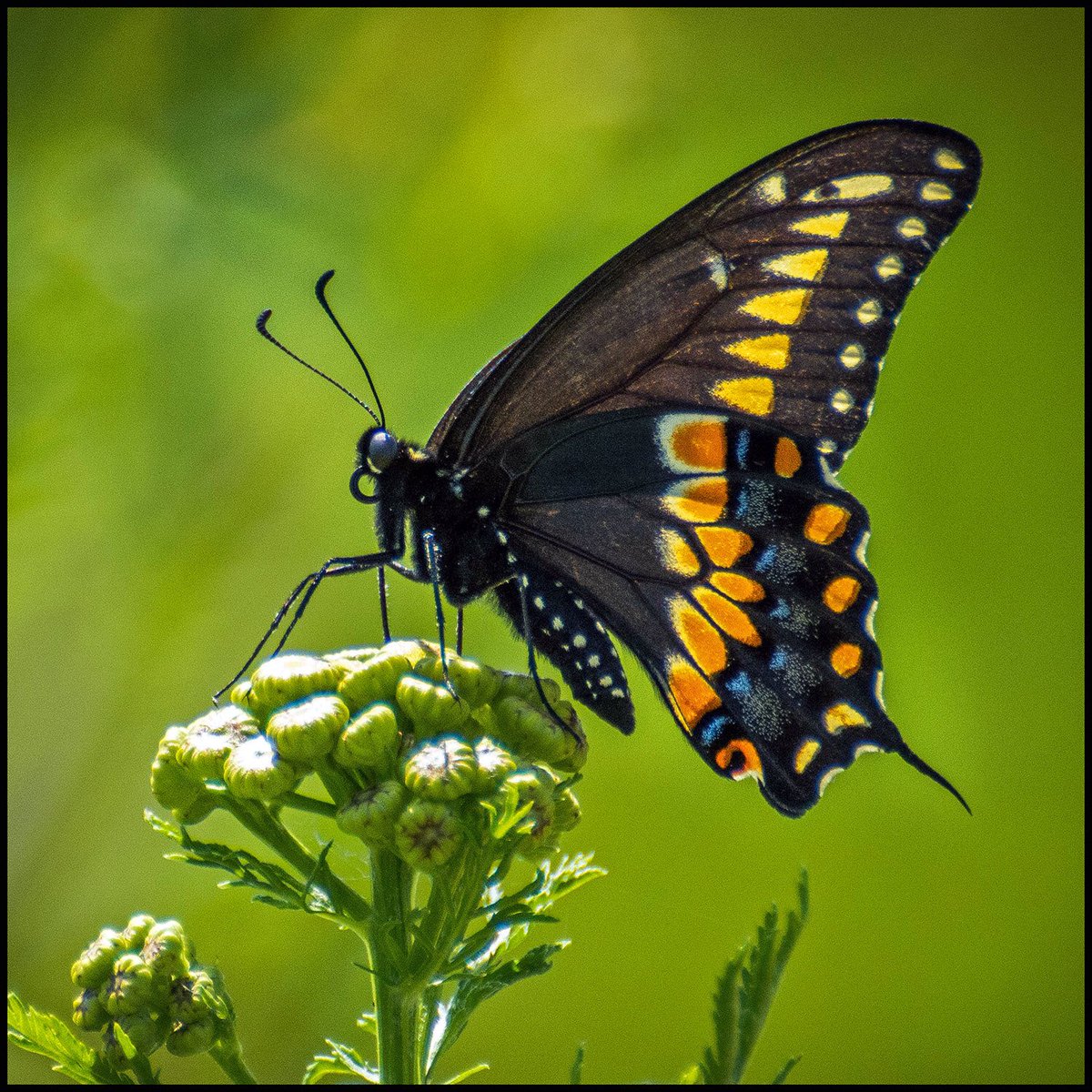 Rod1979D's tweet image. Black Eastern Swallowtail #Butterfly