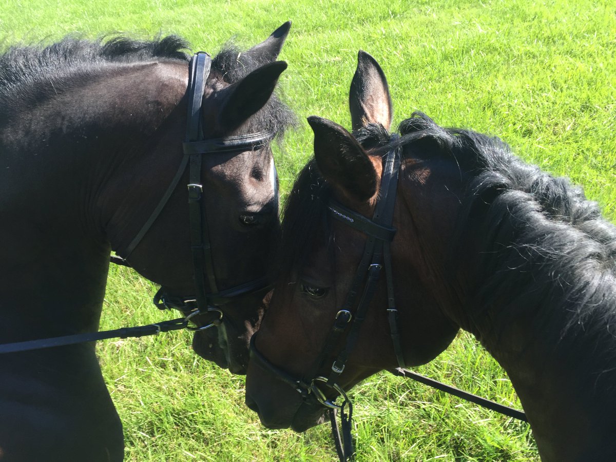 Freedofmovement's tweet photo. Incredible rides on all my horses today. #fei #horsetrainer https://t.co/4pmbqphkmW