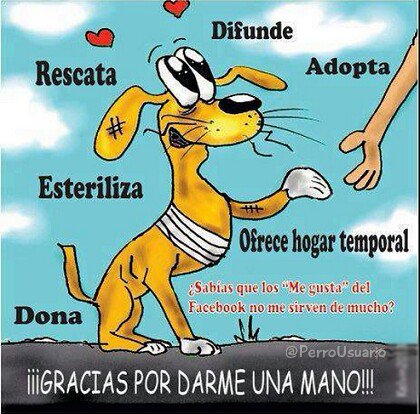 PerroUsuario's tweet image. Definitivamente… Para ellos, toda #AYUDA es IMPORTANTE #DaleTuMano