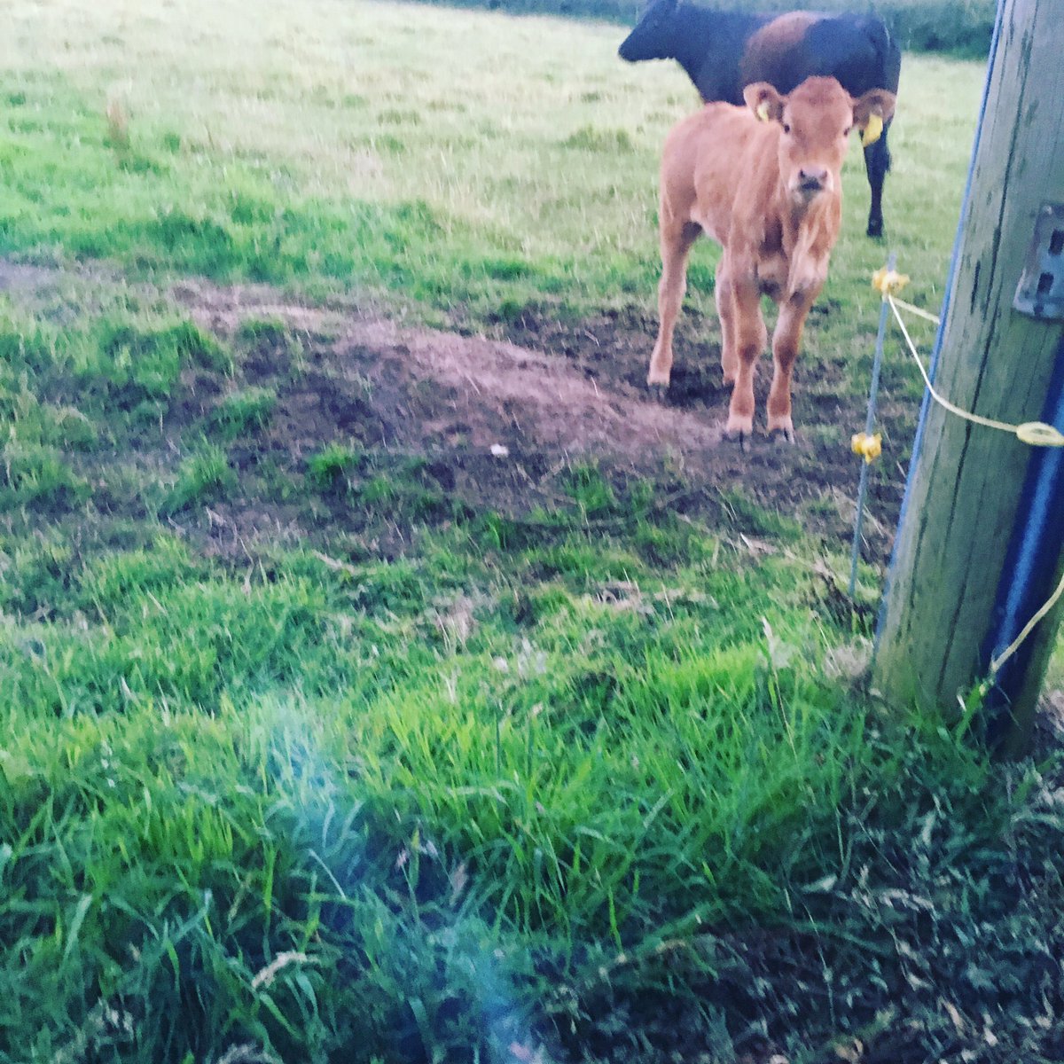 Adam Cartwright tweet media