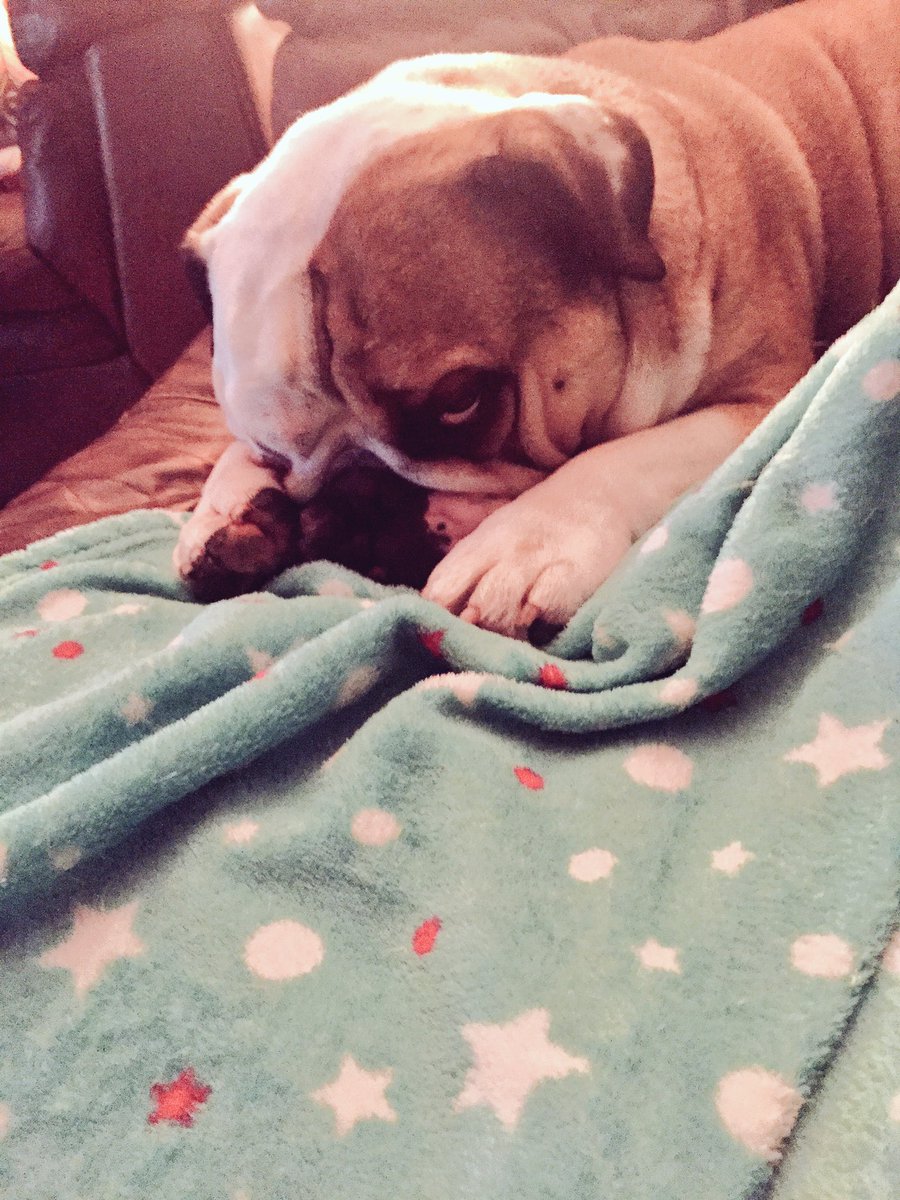 RealWilde's tweet photo. Not loving the heat #VTired #Gus #Bulldog 🐶😔 https://t.co/zzy4PvI2D7