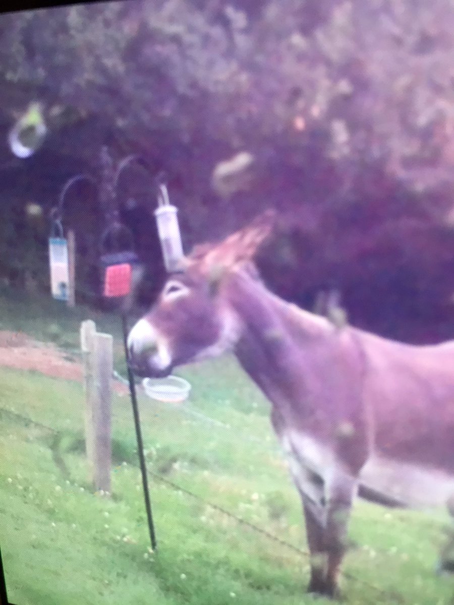 Guests on our caravan site got more than they bargained for on their bird feeder when placed close to our donkeys!