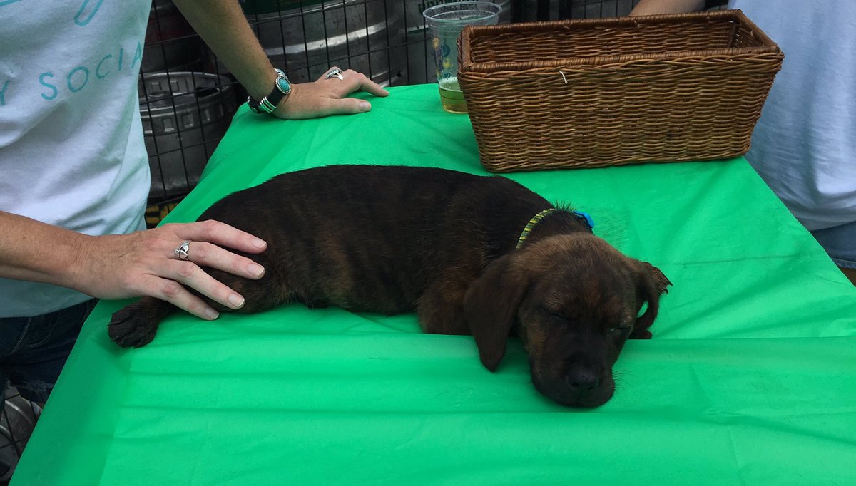 Thanks to <a href="/RALBeerGarden/">Raleigh Beer Garden</a> &amp; City Social for hosting us today at the Puppy Olympics! Hazel had a blast!