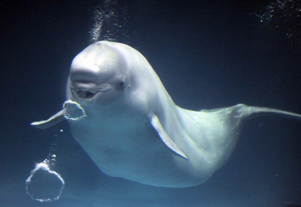 BiologistDan's tweet photo. Research: captive #Whales are stressed, unhappy, bored and ultimately go mad @Seashepherd
https://t.co/e7T8Hz02fK https://t.co/5ylpBRPa9T