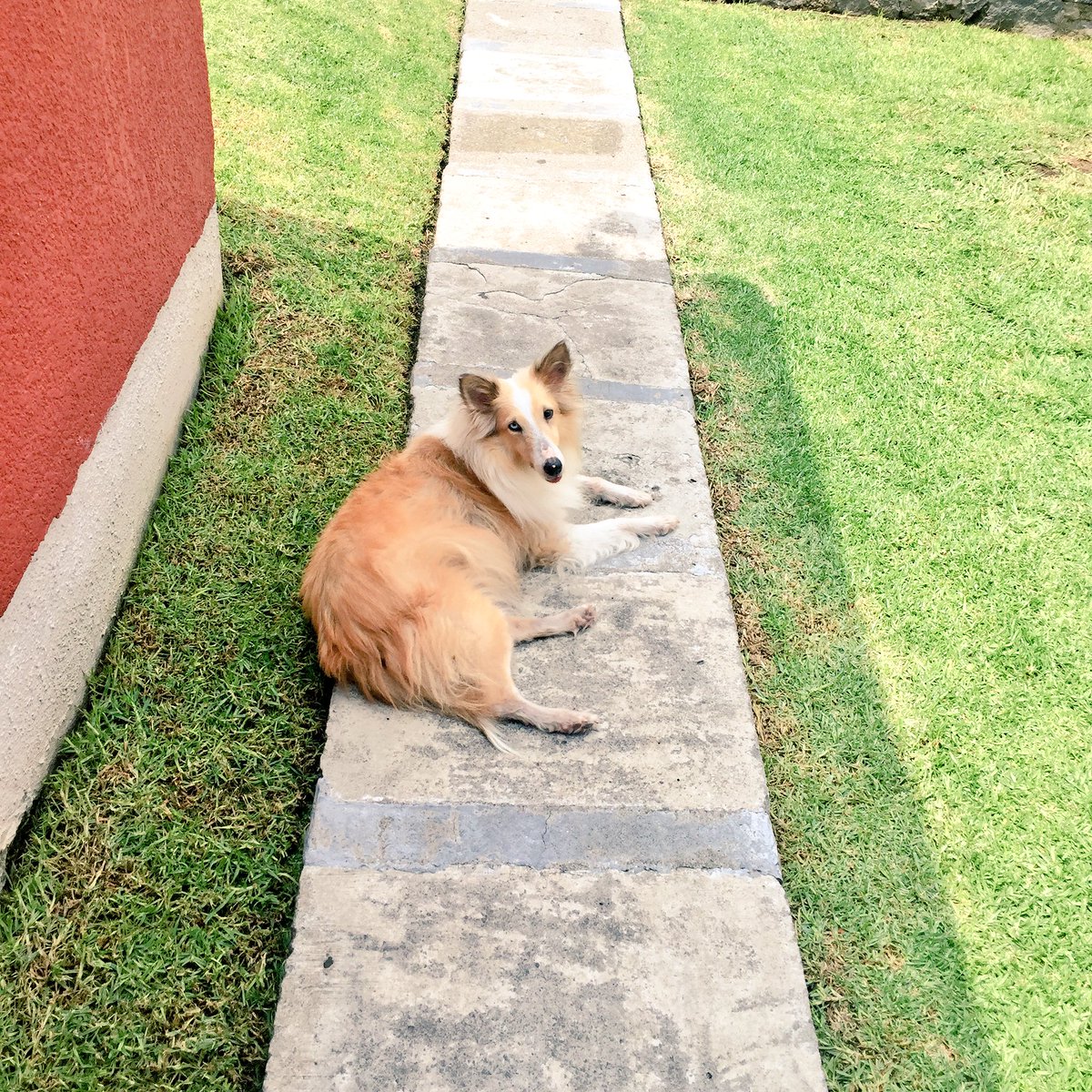 Kaipry's tweet photo. #DiaDelPerro 🐺 https://t.co/Zm5X3eQ4xw