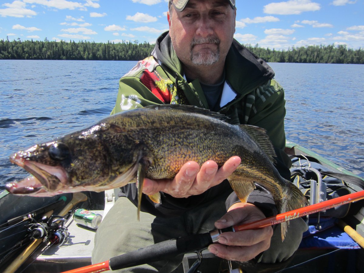 GarryLabelle's tweet image. Harvested some nice Walleyes this weekend.
#Fishbumoutfitters #carrotstix