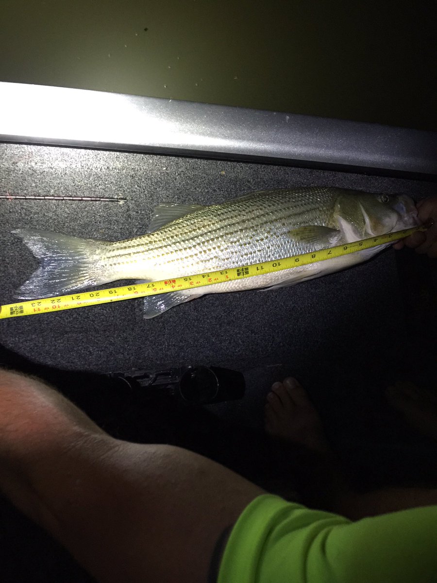 Worlds_Gr8est's tweet photo. That's a nice fish... I didn't catch it, I must admit. My buddy took that one in just before midnight #nightfishing https://t.co/6mGjeCq07E