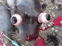 Baby #seals 3 months of age are bludgeon over the head, skinned, & left to rot. #StopTheSeal #OpNo2Fur