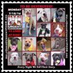 southernpride50's tweet photo. 12 DOG BABIES 

TO BE DESTROYED 

MON 7/18/16  #NYC

🆘LC🆘 DENOTES LAST CHANCE-AT RISK PREV

https://t.co/QUazjklbtS… https://t.co/voQwUSq5Q7