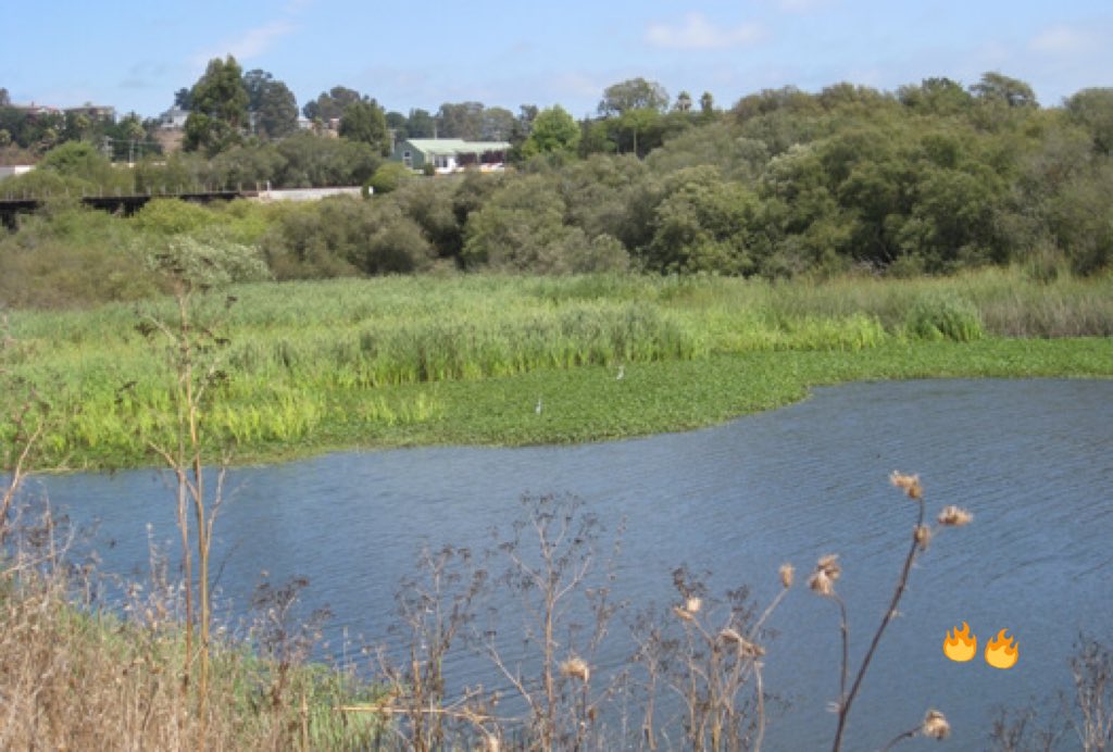 MNoodleHouse's tweet photo. A pond is a body of standing water, either natural or artificial, that is usually smaller than a lake. https://t.co/LnxT6H84UE