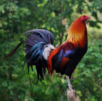 تويتر \ Gallos Y Galleros. (GallerosV@)