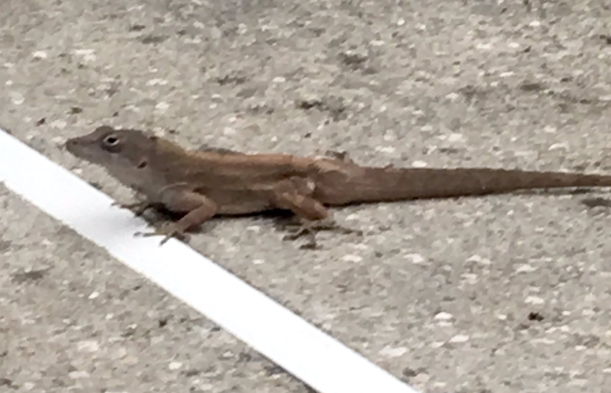 GatorAnole's tweet photo. Not sure if this is the start or finish line but I'm always #winning https://t.co/jz4mGtLz2J