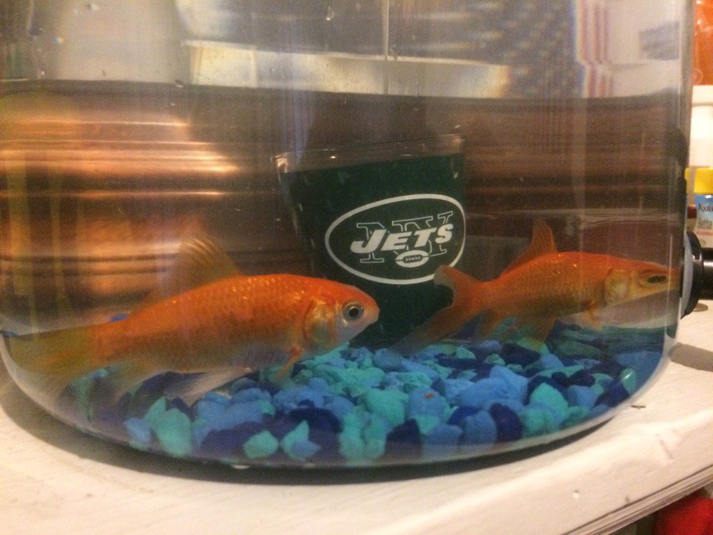 jaysunchick's tweet photo. The boys are getting big πͺπ½#fishupdates https://t.co/a0Pp59q2Jo