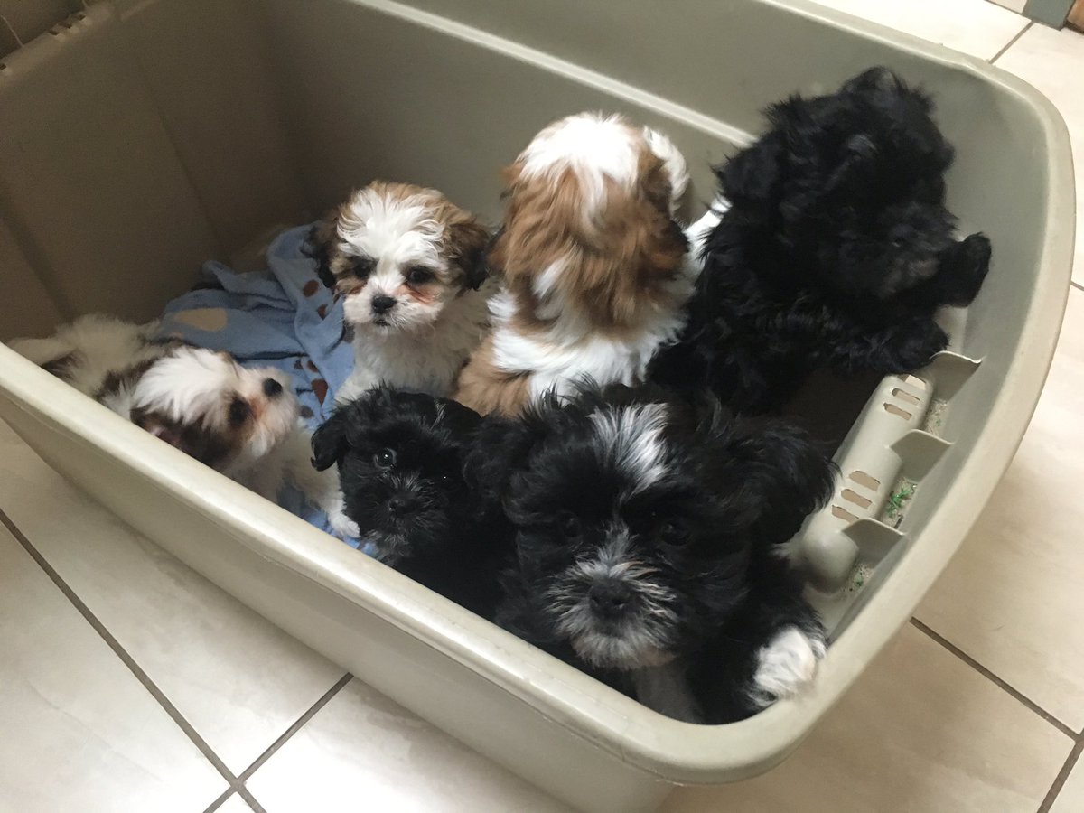 TeddyBearDogs's tweet photo. Vet day! https://t.co/PTTh5hkxNw